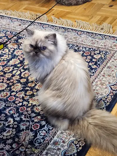 Himalayan-Persian Princess Cat, View more