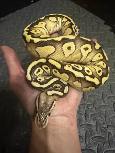 female pastel lesser redstripe het clown#2 , View more