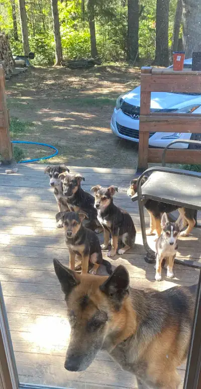 Chiots Berger allemand x australien, View more