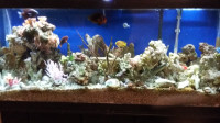 WANTED: Salt water, live plants, coral, live rock and snails