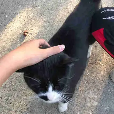 Summer Pet sitting, View more