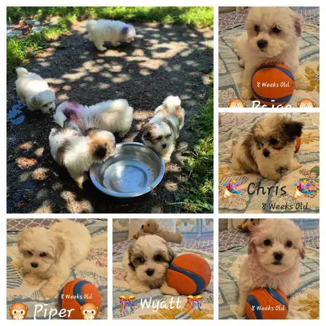 ♥️ READY  5 SWEET  MALTESE/SHIH TZU  PUPPIES ♥️ in Dogs & Puppies for Rehoming in Cowichan Valley / Duncan - Image 8
