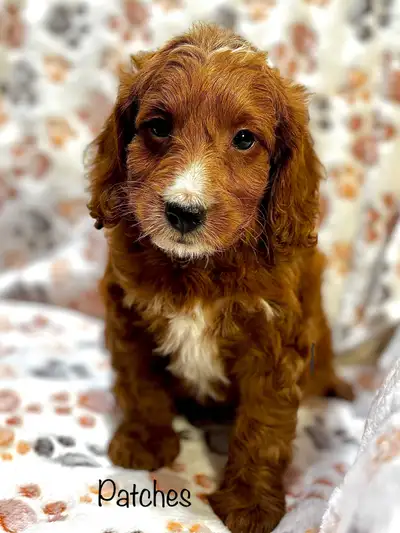 CHIOTS MINI COCKAPOOS PUPPIES micropucé, View more