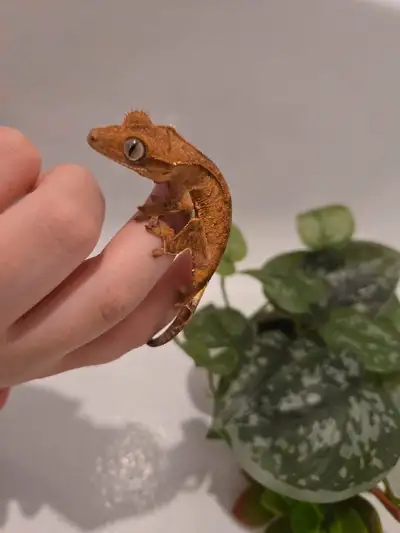 Juvenile Crested Gecko Harlequin 4.6 grams "Vienna" Temporary home for transportation included. Pick...
