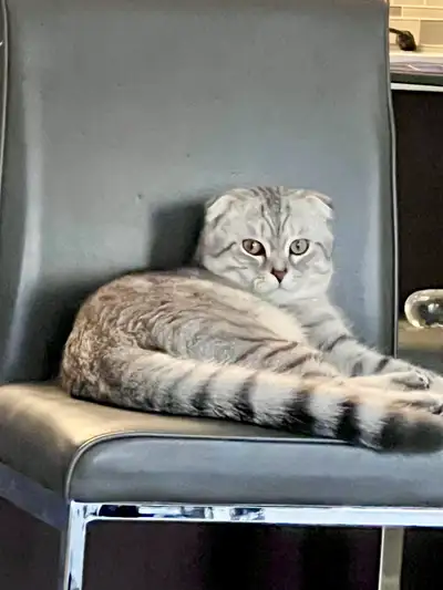 A Scottish fold for br**ding, View more