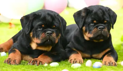 Registered Rottweilers TRUE Mastiff type!!, View more