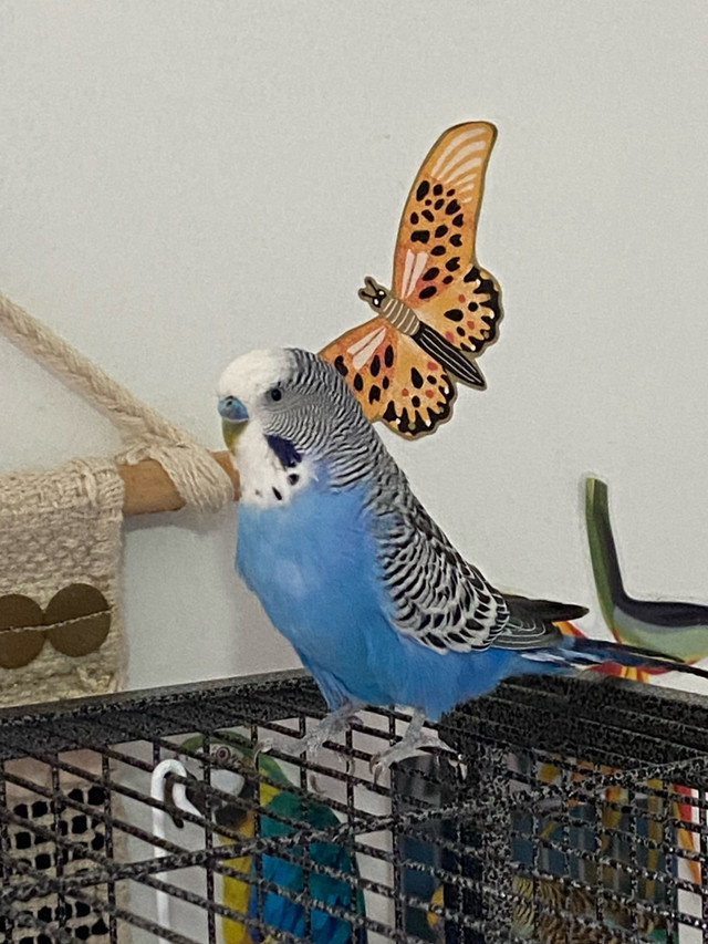 Two Budgies, cage &  Supplies in Birds for Rehoming in Windsor Region - Image 4