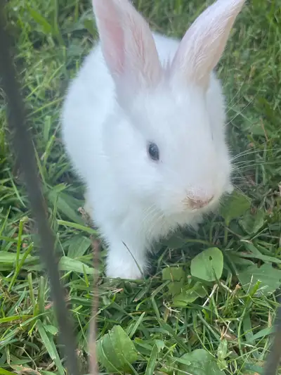 2 young kits and their mother available Will make great pets of meat rabbits