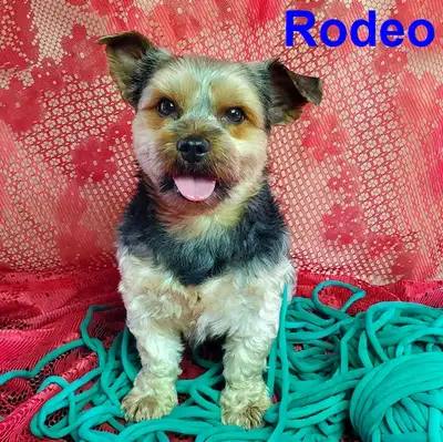 ❤️2 Adorable Adult Small Breed Dogs For Adoption❤️, View more