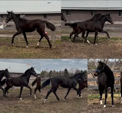 2024 CWB filly, View more