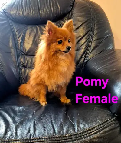 Pomeranian , View more