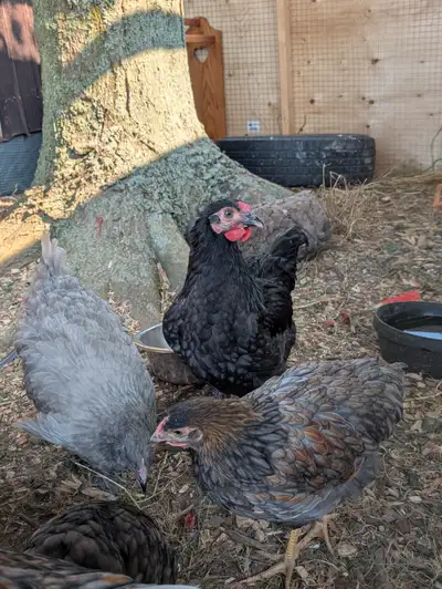 2 roosters free, View more