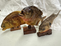  Taxidermy piranha fish x3