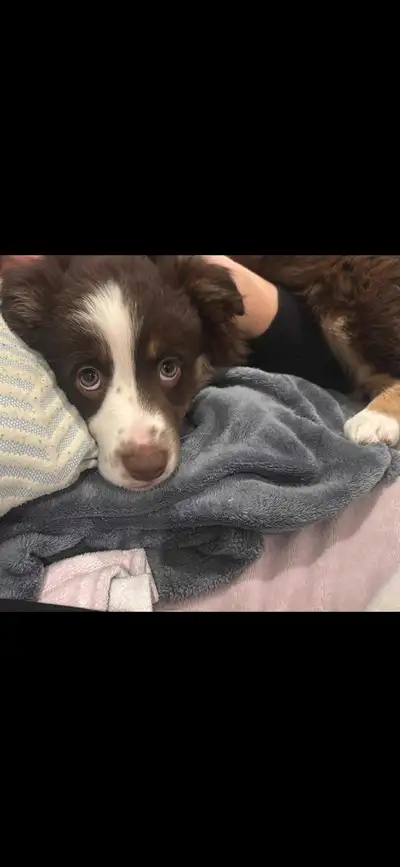 Berger australien, View more