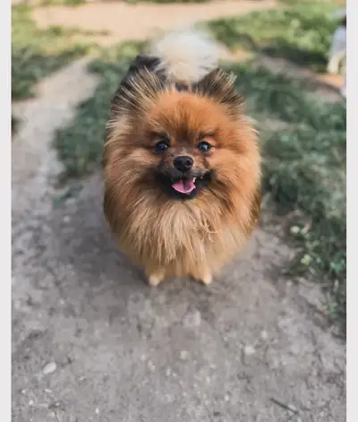 male Pomeranian, View more
