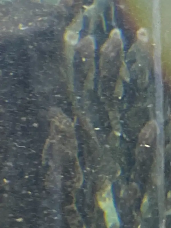 Bristlenose Plecos in Fish for Rehoming in Owen Sound - Image 5
