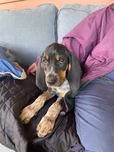 Purebred Bluetick pups, View more