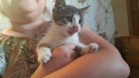 69 Annonces Adoptez Des Chats Et Chatons Dans Levis Animaux Petites Annonces De Kijiji