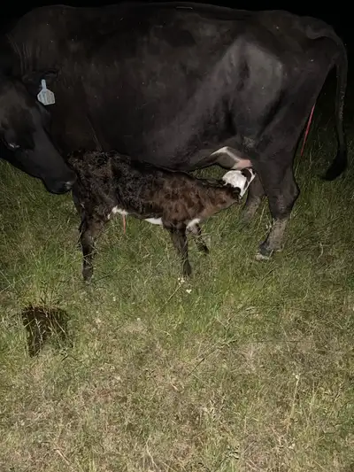 Hi I have 9 cows and 5 calves for sale. 5 pairs and 4 bred cows. 4 of the pairs are young and 1 fall...
