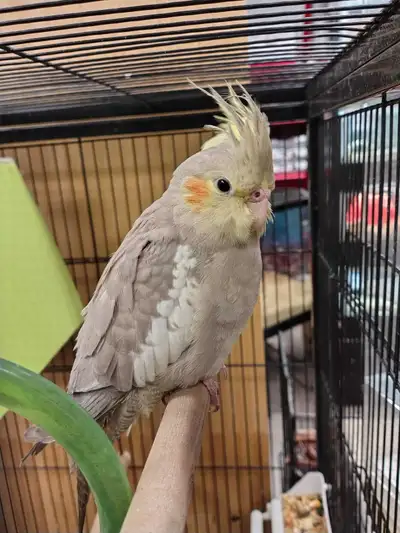 baby cockatiel, View more