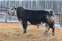 Speckle Park 2-Year Old Bulls