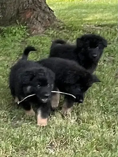 German Shepherds Puppies Berger Allemand Chiots, View more