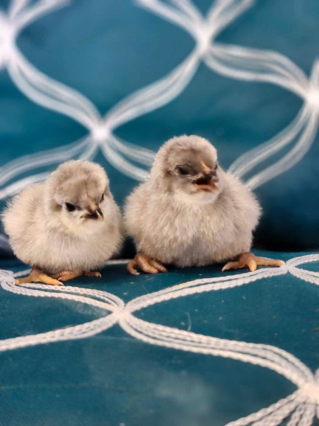 Lavender Orpington Hatching eggs  in Livestock in London - Image 3