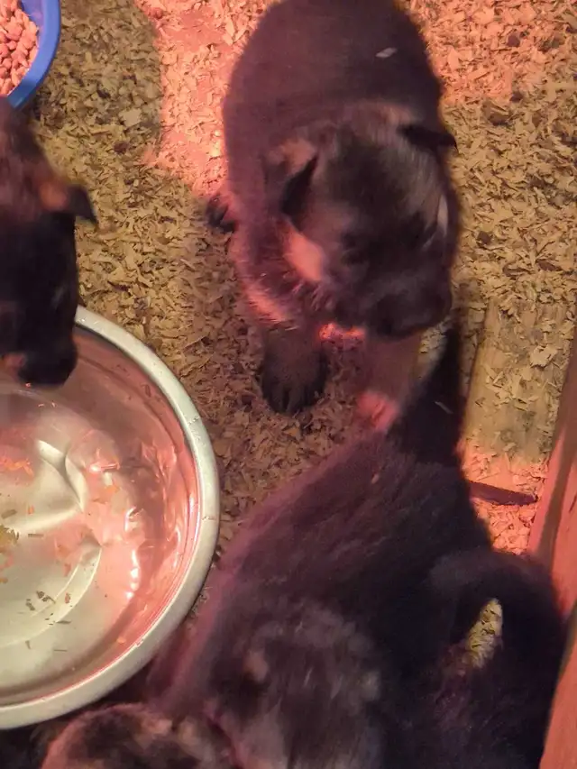 Puppies german shepherd/ Chiots berger allemand in Dogs & Puppies for Rehoming in Moncton - Image 6