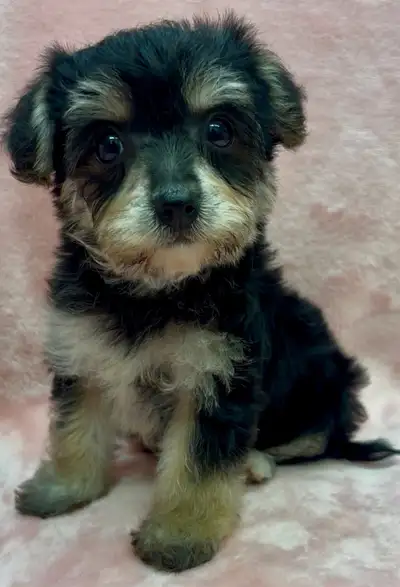 1/2 Yorkie x 1/2 Bichon Puppies!, View more
