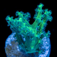 Neon Green Nepthea Coral