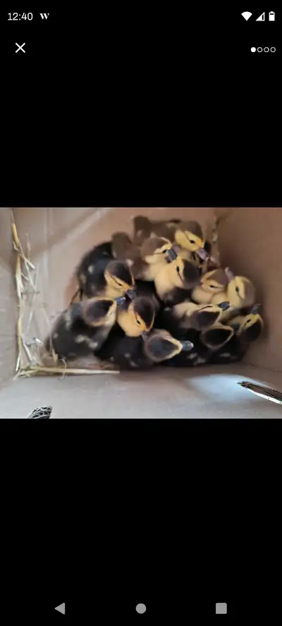 muscovy ducklings, View more