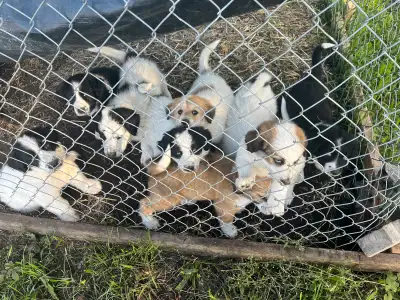 5 Puppies ready to go, View more