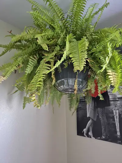 Free Boston fern plants x2, View more