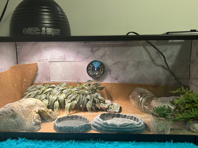 Leopard gecko and tank in Reptiles & Amphibians for Rehoming in Comox / Courtenay / Cumberland - Image 3