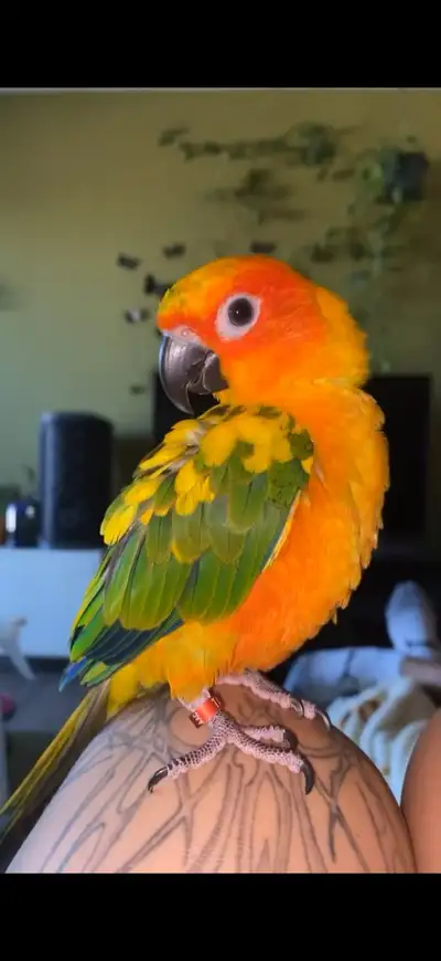 sun conure bird for rehoming, View more