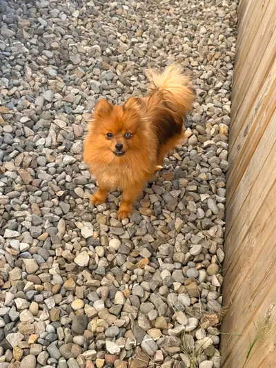 Looking for a loving home for my beautiful purebred Merle Pomeranian. This stunning little pup has a...
