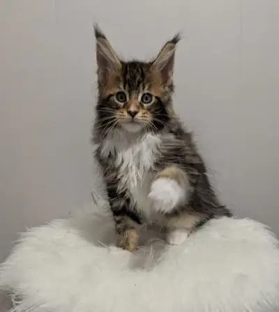 Monterini Cattery is delighted to offer a charming purebred Maine Coon kitten for sale. This handsom...