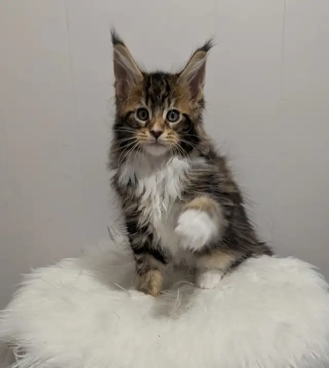 Adorable Purebred Maine Coon Kitten in Cats & Kittens for Rehoming in Moncton - Image 2