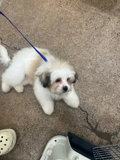 Fully vaccinated and trained 1 year old Lhasa apso for sale., View more