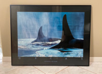 Orcas Framed Print