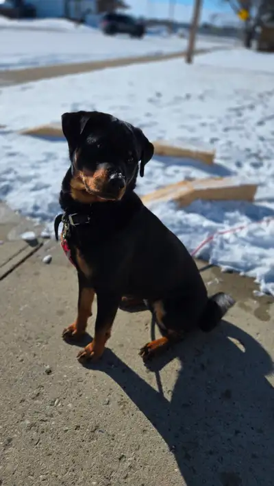 Rottweiler Mix, View more