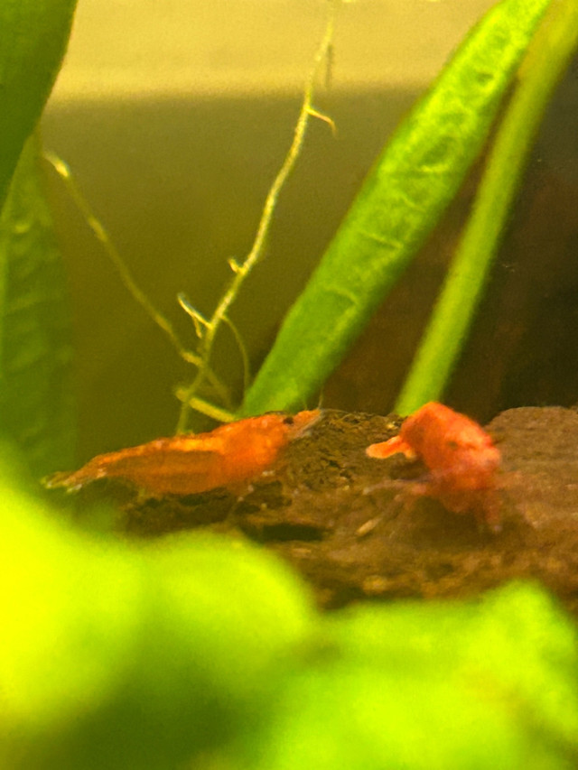 SHRIMP FOR TRADE- none available at the moment in Fish for Rehoming in Leamington - Image 2
