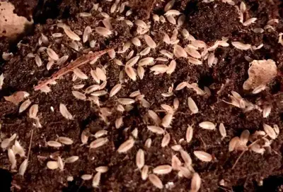 25+ for 15$ Dwarf white isopods are an excellent choice for vivariums and make a great occasional sn...