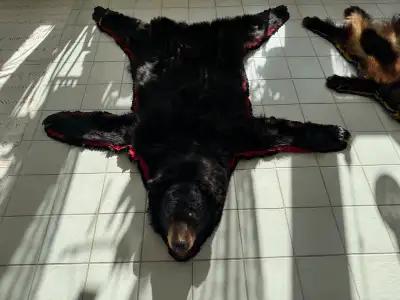 Black Bear Taxidermy Rug, View more