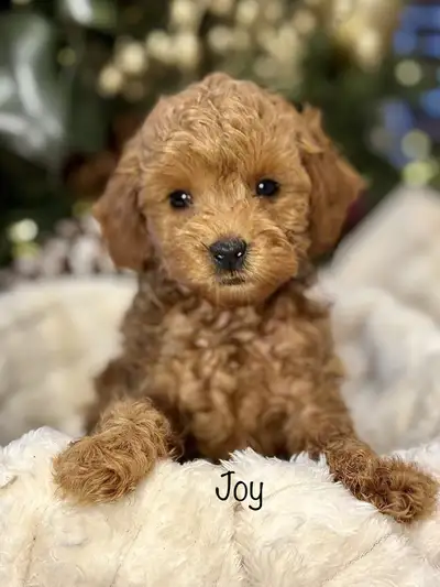 CHIOTS MINI COCKAPOO PUPPIES, View more