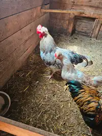 2 Roosters - 1 year