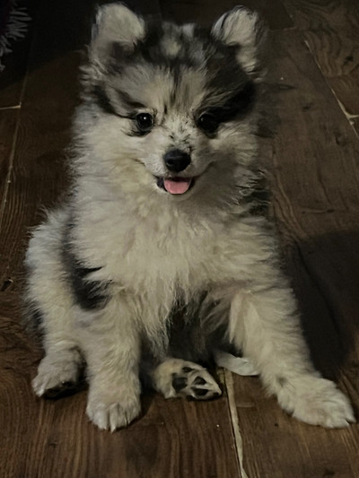  Pomeranian Merle boy  he  comes with everything 8 weeks old 