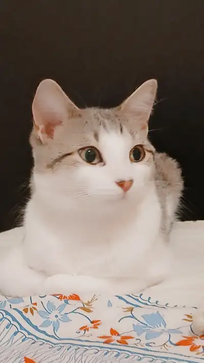 1 year old cat for sale, View more