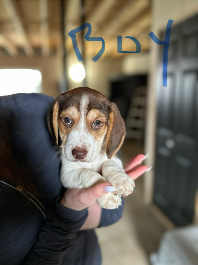  RARE chocolate/blue tick beagles 4 Left!! in Dogs & Puppies for Rehoming in City of Halifax