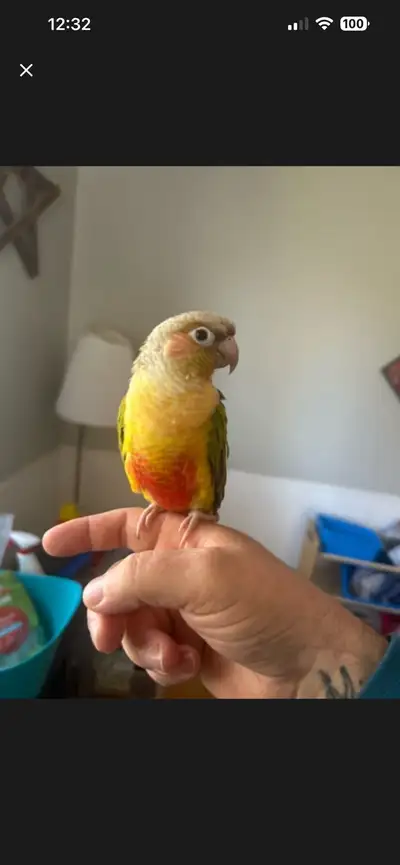 male pineapple conure, View more